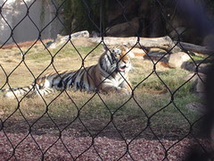 Mike the Tiger