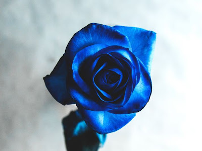 [最も選択された] 壁紙 待ち受け 青い バラ 花 言葉 192428