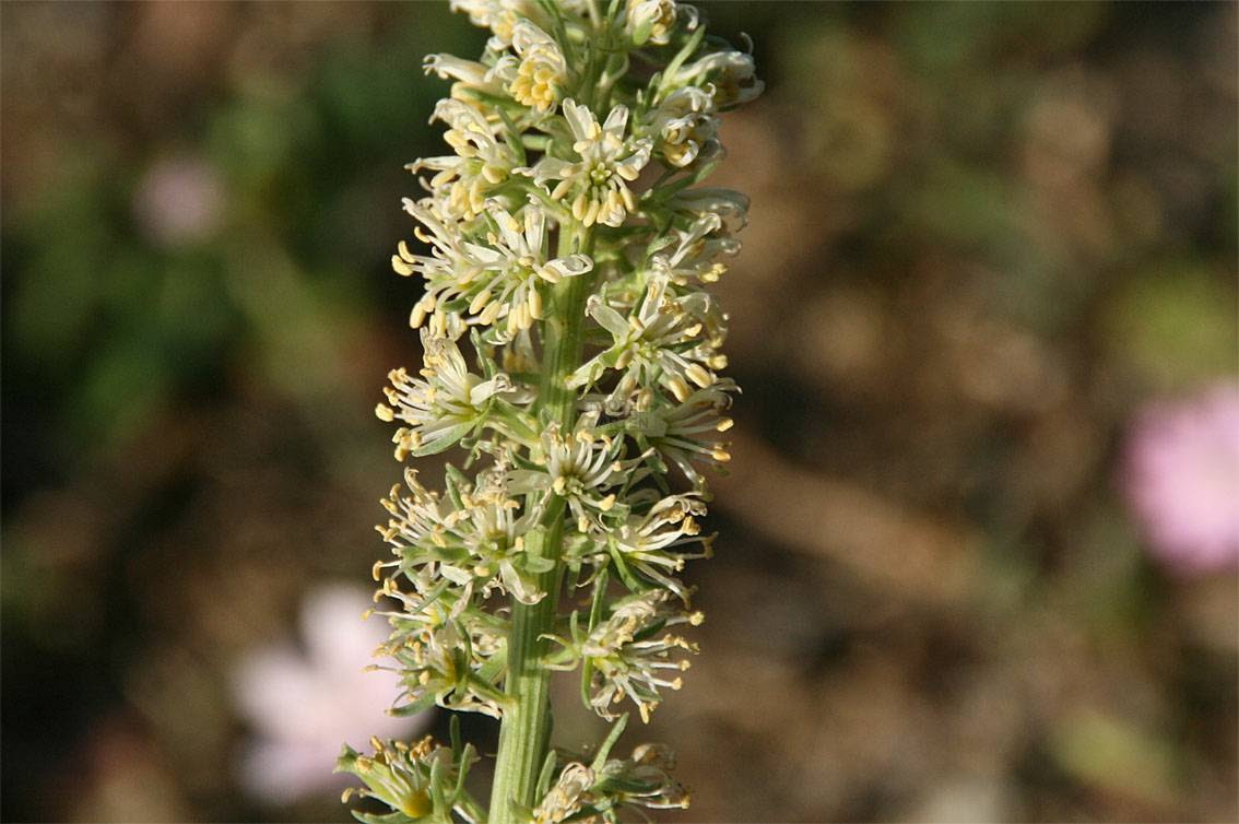 garten zierpflanze