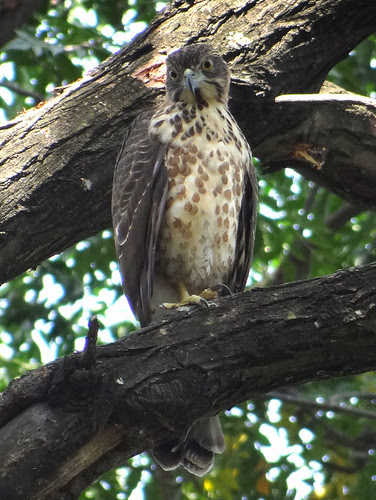 鳳頭蒼鷹/無限台南