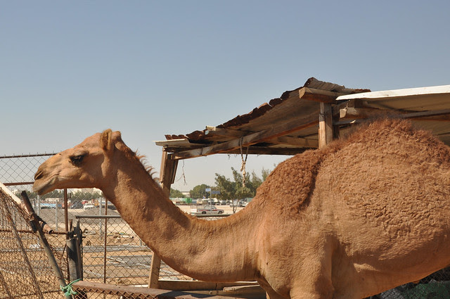 Camel souk-Doha-fev (17)