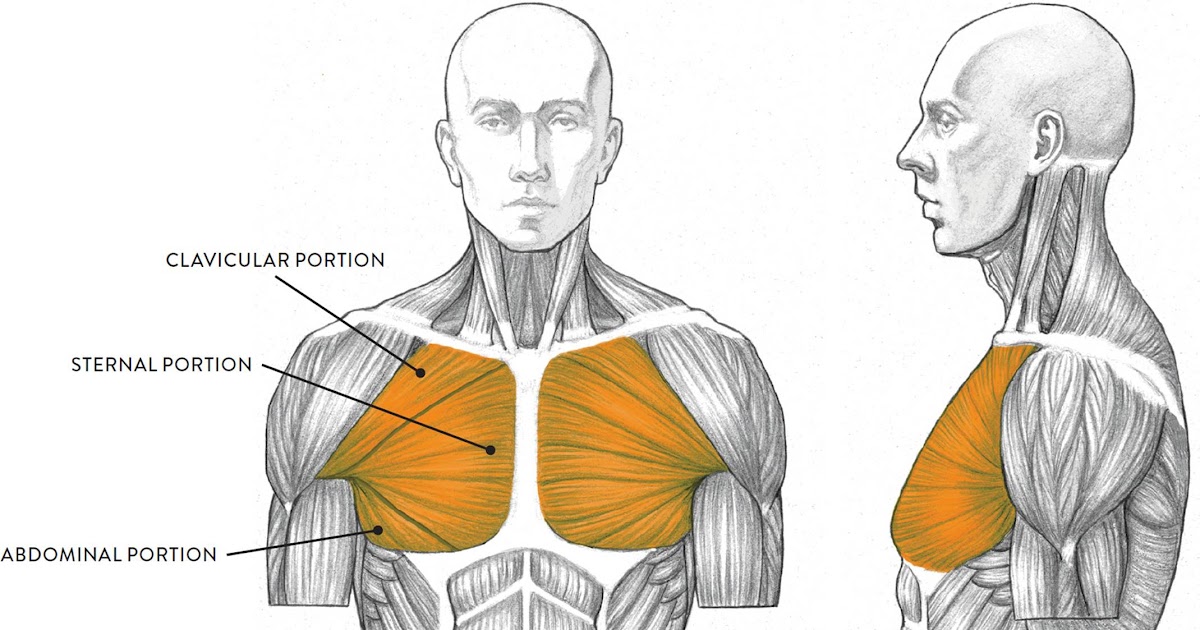 Snapshot Of Muscles In Torso - Human Anatomy for the Artist: August 2013