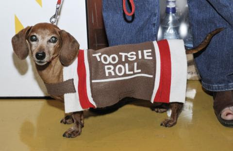 Hoop Hound