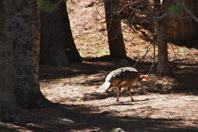Wild Turkey in the Woods
