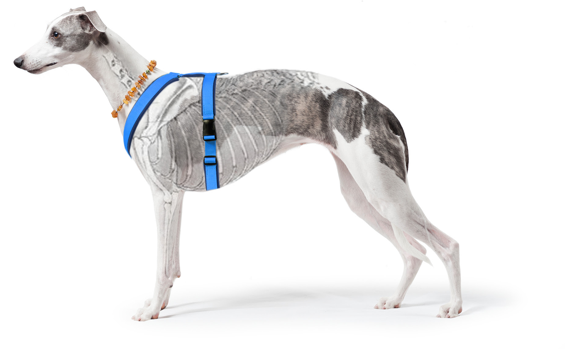Y Geschirr Hund Finnero Hundegeschirr Y Geschirr Modell Nordic Lights