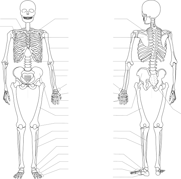 Скелет человека схема