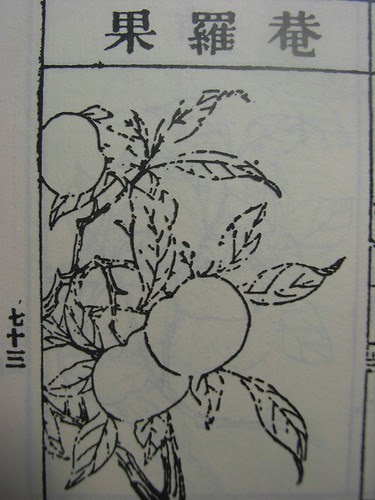 庵羅果(圖)
