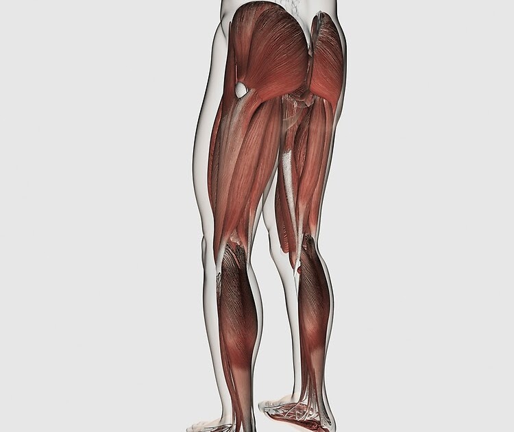 Leg Muscle Diagram Posterior / Muscular System Quizzes Anatomy