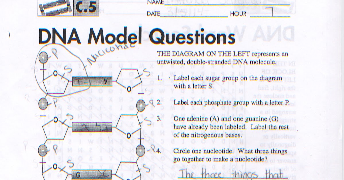 Bacterial Identification Lab Worksheet Answers Biointeractive