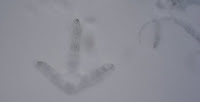 bird footprints