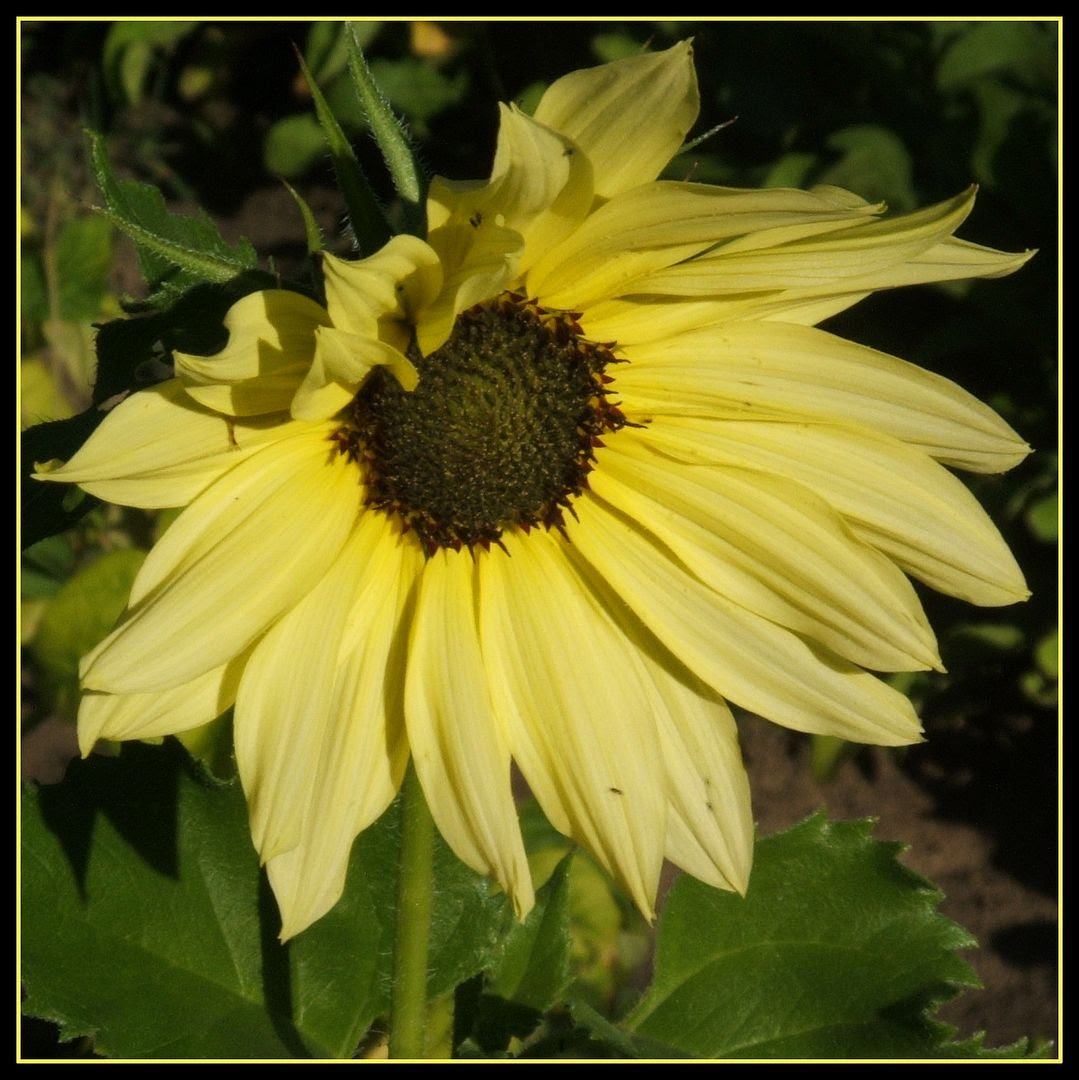 Italian White by Angie Ouellette-Tower for godsgrowinggarden.com photo 004_zpscd35c288.jpg