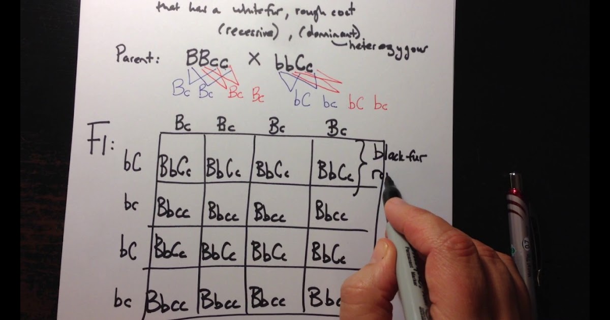 Dihybrid Punnett Square Practice : Dihybrid Cross Punnett Practice