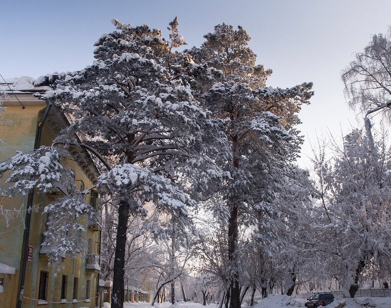 Парк Сосновый Бор Лыжня Новосибирск