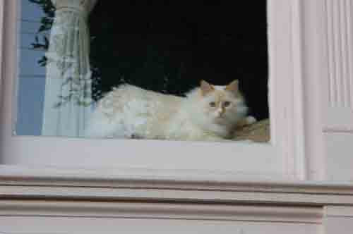 3same-cat,-same-window,-different-camera.jpg