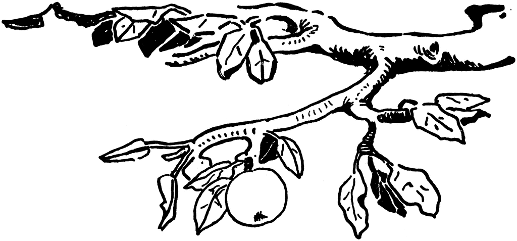 Png Clipart Clip Art Of Fruit On A Tree Branch Black And White