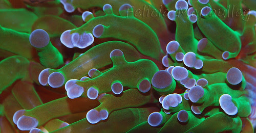 Macro Euphyllia