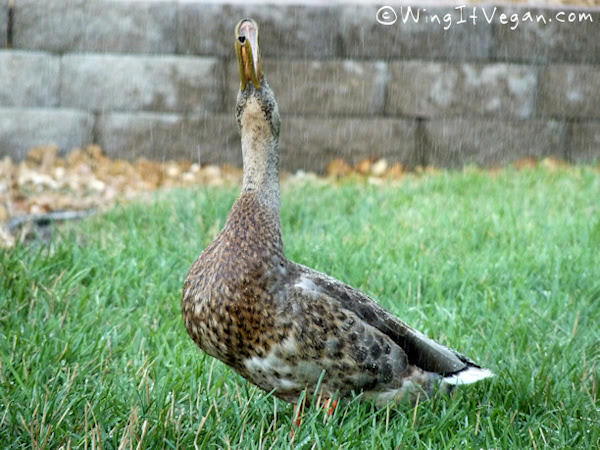 Happy rain duck