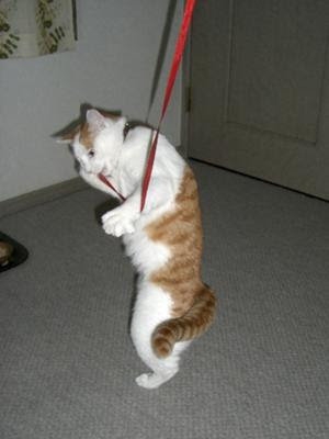 Japan Image 三味線 猫皮