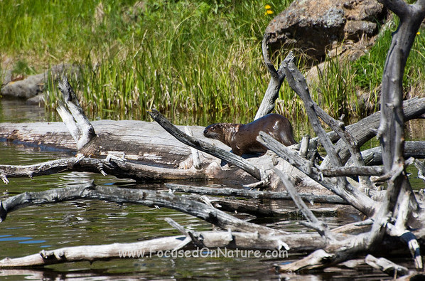 North American River Otter North American River Otter