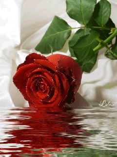 Сверкающая красная роза в воде