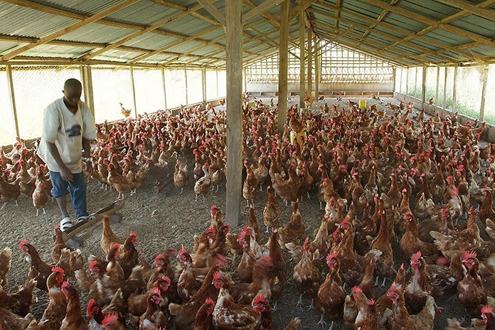 poultry-farming-in-drc-farm-house