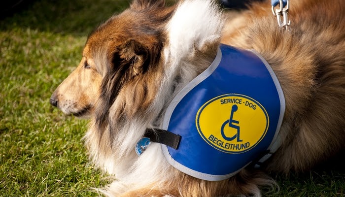 mcadesignpc: How Can I Get An Emotional Support Dog