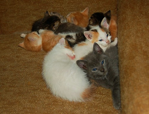 Kitten pileup