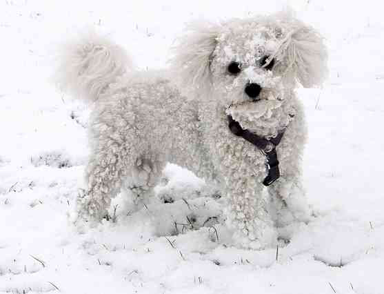 Curly Grey Haired Dog Satu Huruf S