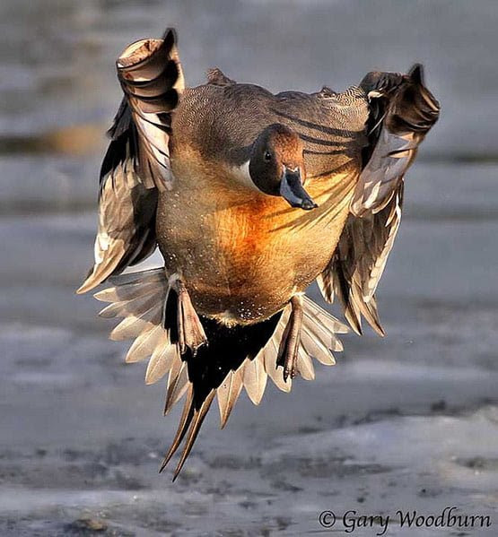 04 Cautious Landing on Ice 04 Cautious Landing on Ice in 20 Examples of Perfectly Timed Animal Photography