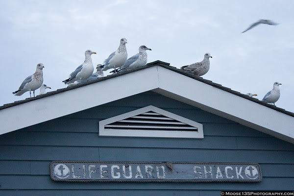 January 1 - On guard at Jones Beach. Happy New Year! January 1 - On guard at Jones Beach. Happy New Year!