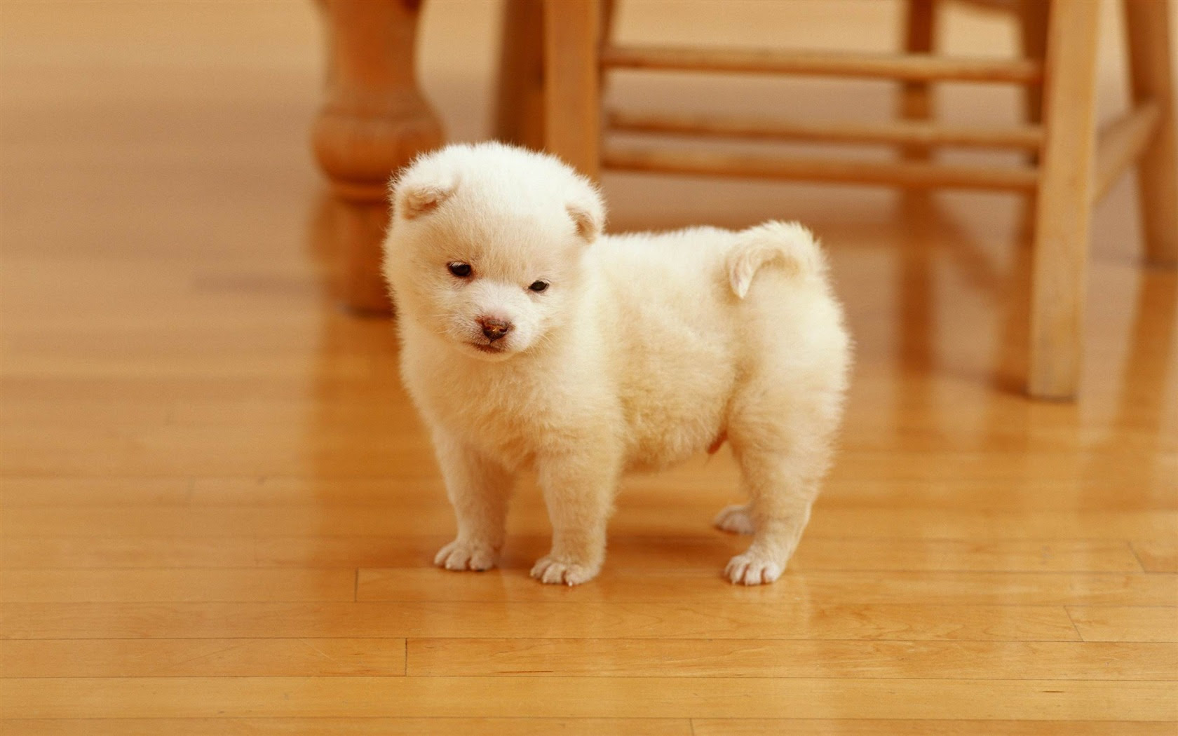 優雅 かわいい 子犬 画像 イラスト 写真