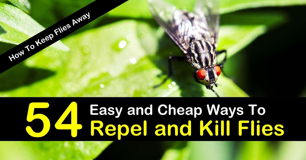 Best Way To Get Rid Of House Plant Flies - Fungus Gnats