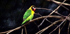 Bird in a Cage