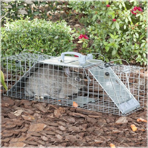 How To Trap A Groundhog Video : How To Catch A Groundhog With A Live