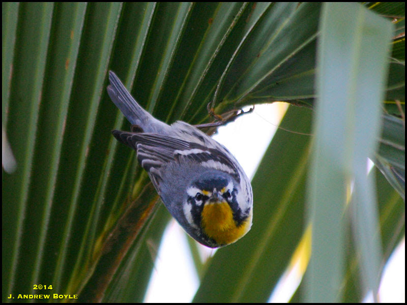 Yellow-throated Warbler Yellow-throated Warbler