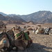Camel Sinai