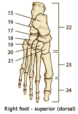 Anatomy And Physiology Bones Quiz - Anatomy Drawing Diagram