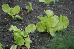 fall simpson lettuce