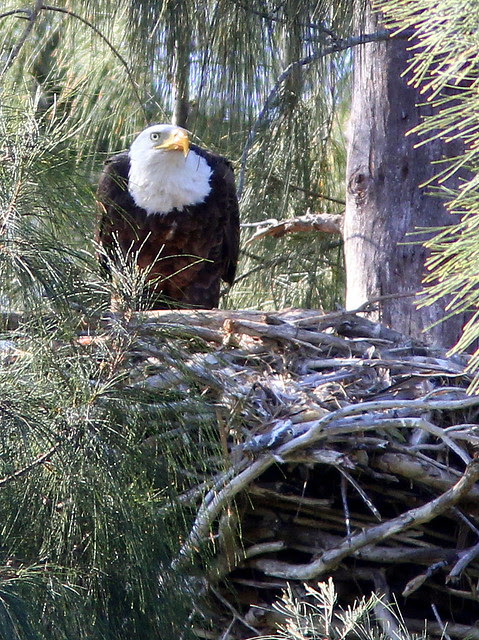 Bald Eagle adult at nest 6-20130327