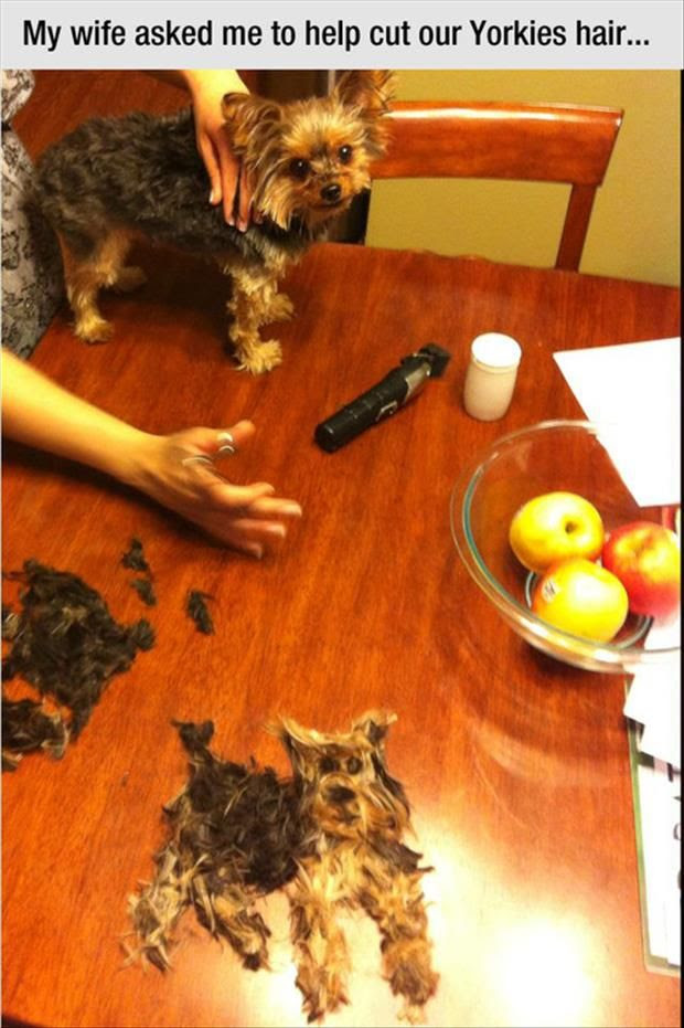 cut dog hair funny dog, wife asked me to help cut the dog's hair