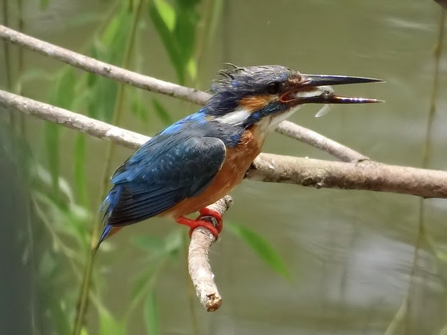 翠鳥/無限台南