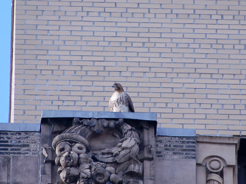 Broadway Red-Tailed Hawk