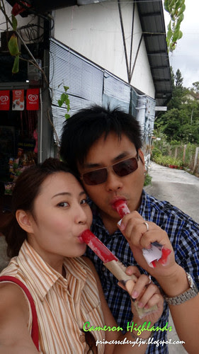 Cameron Highlands 02