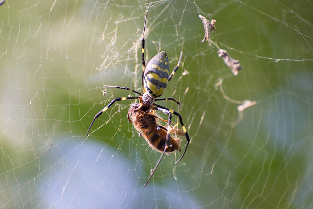 Jufukuji - spider eats hornet