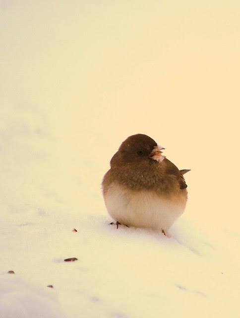 Winter birds 6