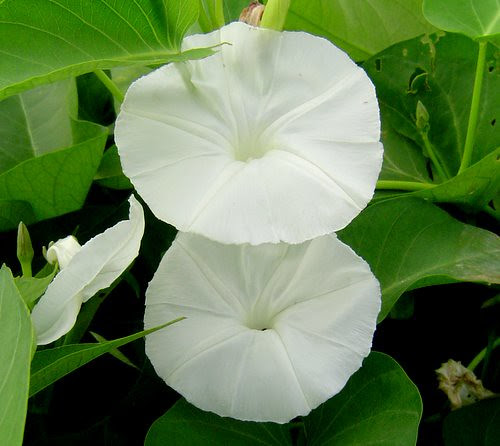 無限台南/空心菜花
