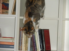 Grace in the bookcase