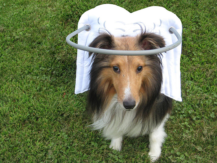 DIY This Angelic Halo Protects Blind Dogs From Bumping Into Things