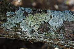 Lichen on Branch, Woodfield Inn