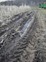 tracks in the mud